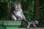 Monkey of the Monkey Forest Temple, Ubud - Bali 1